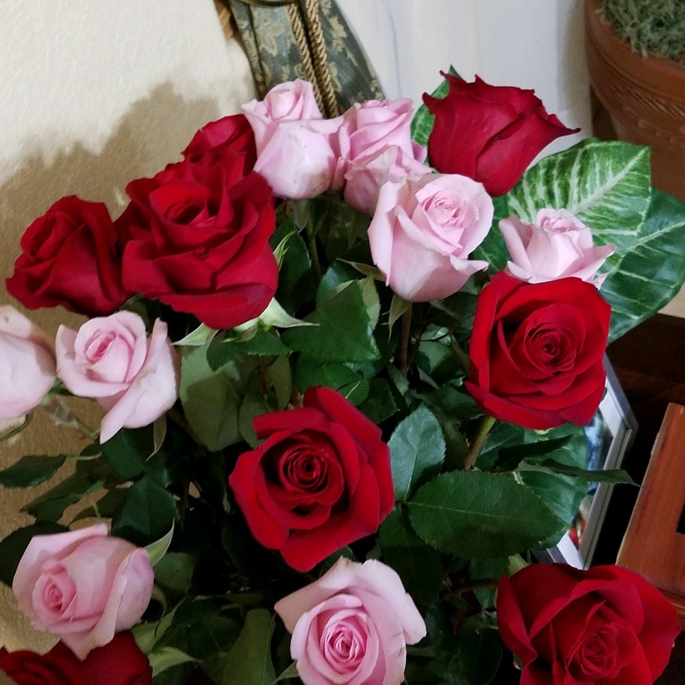 Meet your Posher, Dafny